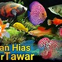 Apakah Ikan Air Asin Bisa Hidup Di Air Tawar